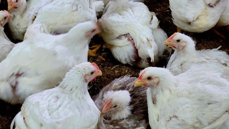 grippe-aviaire-togo